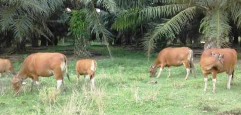 Pemkab BU Kembangkan Petani Sawit Juga Peternak Sapi