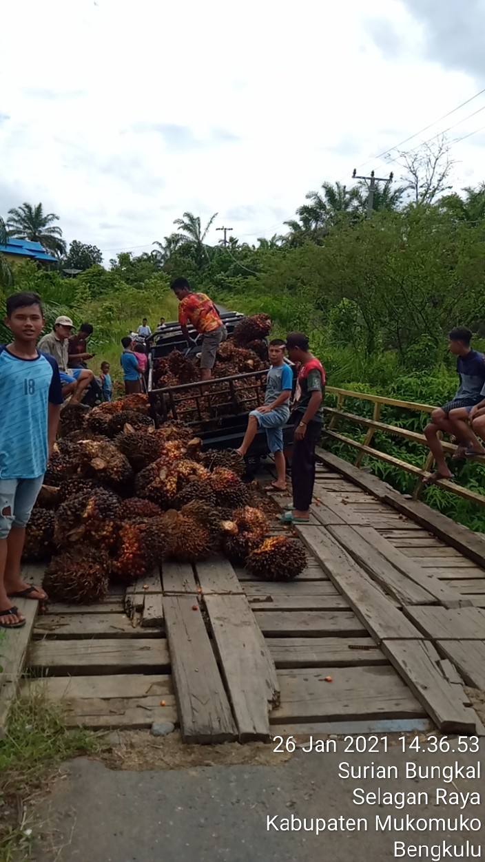 Besok Diperbaiki, Jembatan Sungai Aur Selagan Raya Ambruk