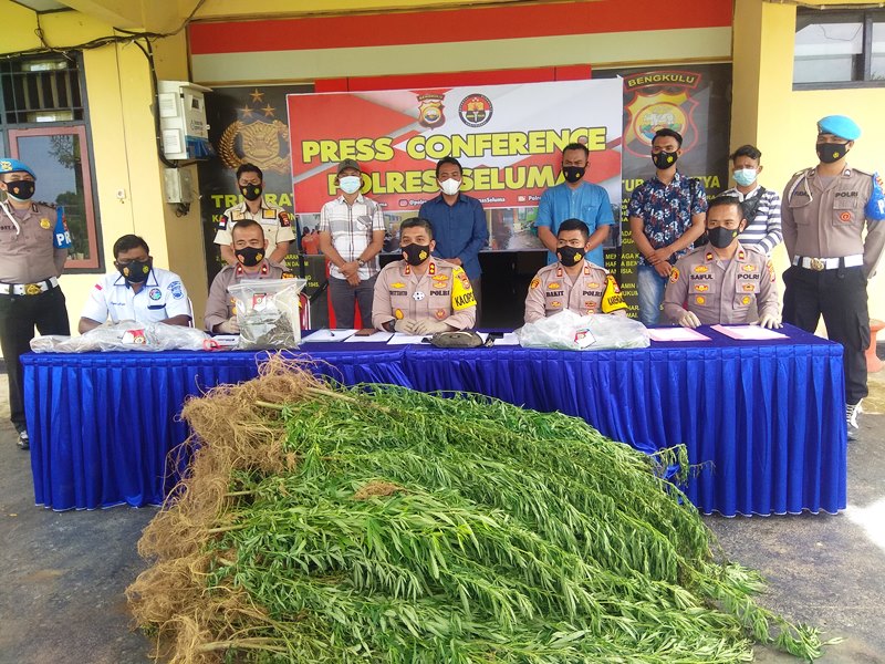 Polisi Kantongi Identitas Pemilik 2 Hektar Kebun Ganja