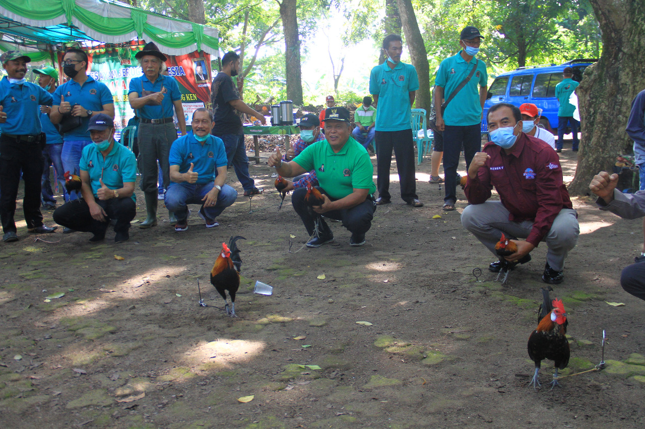 Ayam Berugo Berpotensi Angkat Nama Bengkulu