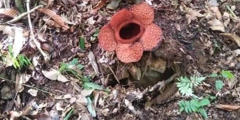 Ini Dia Cara Menjaga Bunga Rafflesia dan Habitatnya