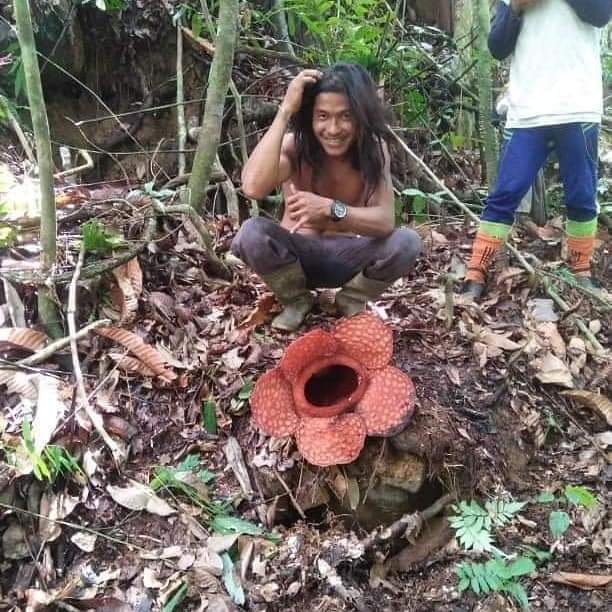 Puluhan Bunga Rafflesia Tumbuh dan Mekar di Pondok Suguh