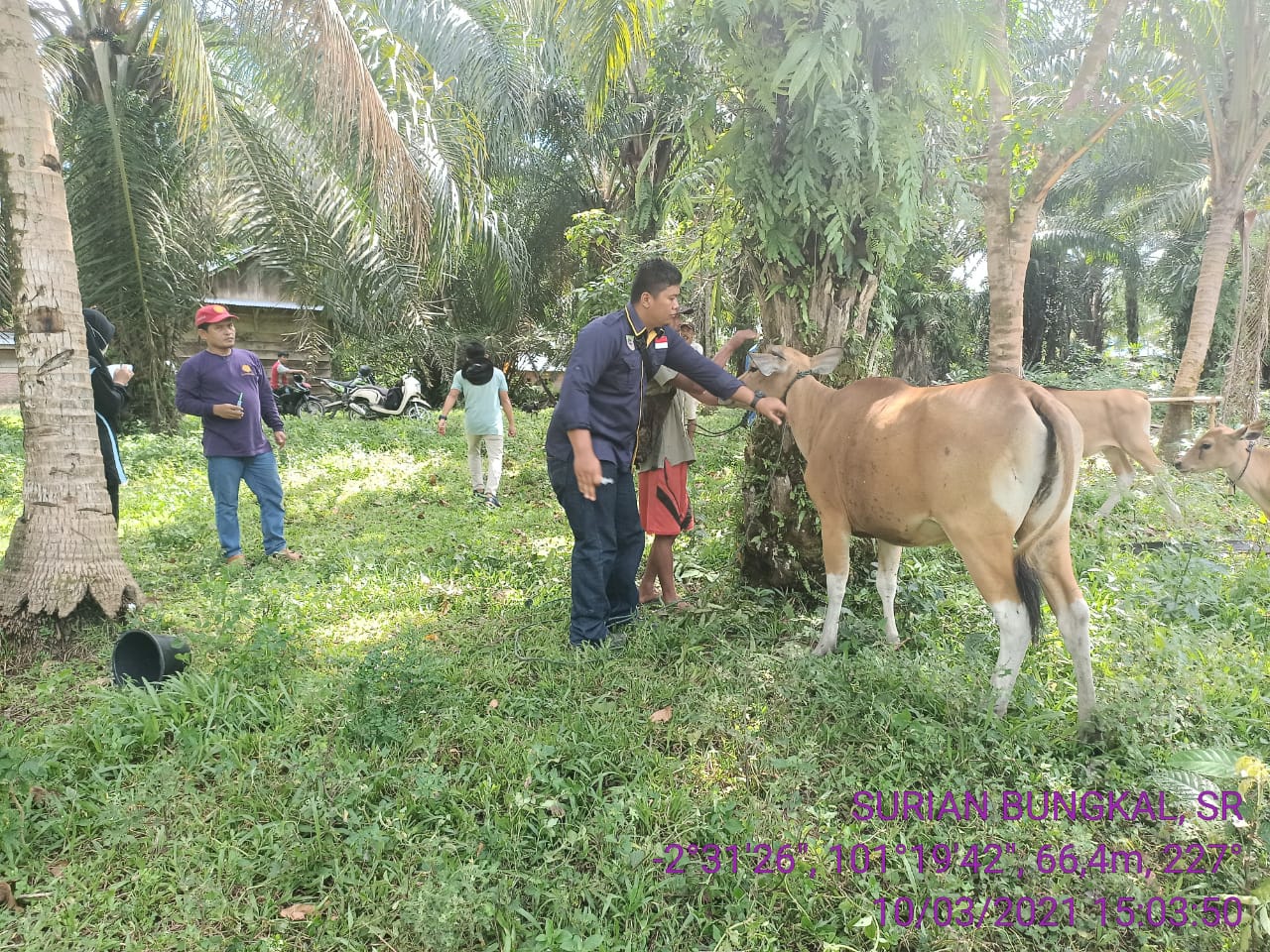 Sapi Bali Divaksin Puskeswan Penarik