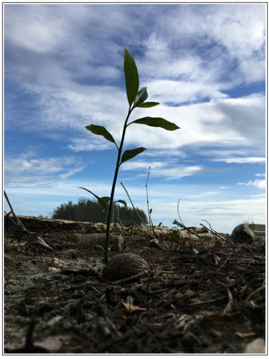 Pulihkan Hutan Mangrove, Bentengi Pesisir Bengkulu dari Bancana