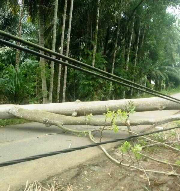 Cuaca Ekstrem, Waspadai Pohon Tumbang, Banjir dan Longsor