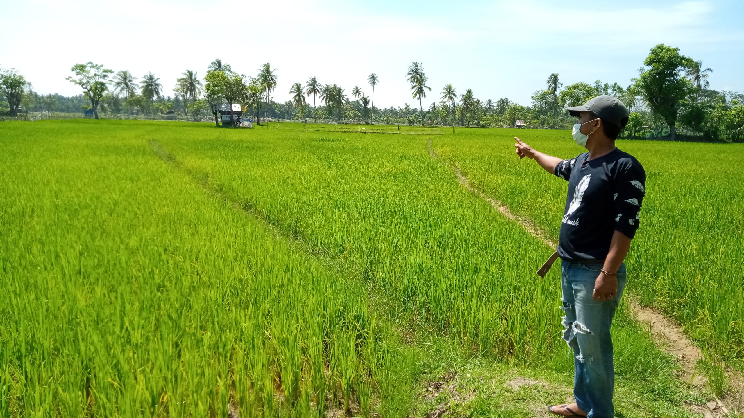 Minat Petani  Ipuh Garap Sawah Menurun