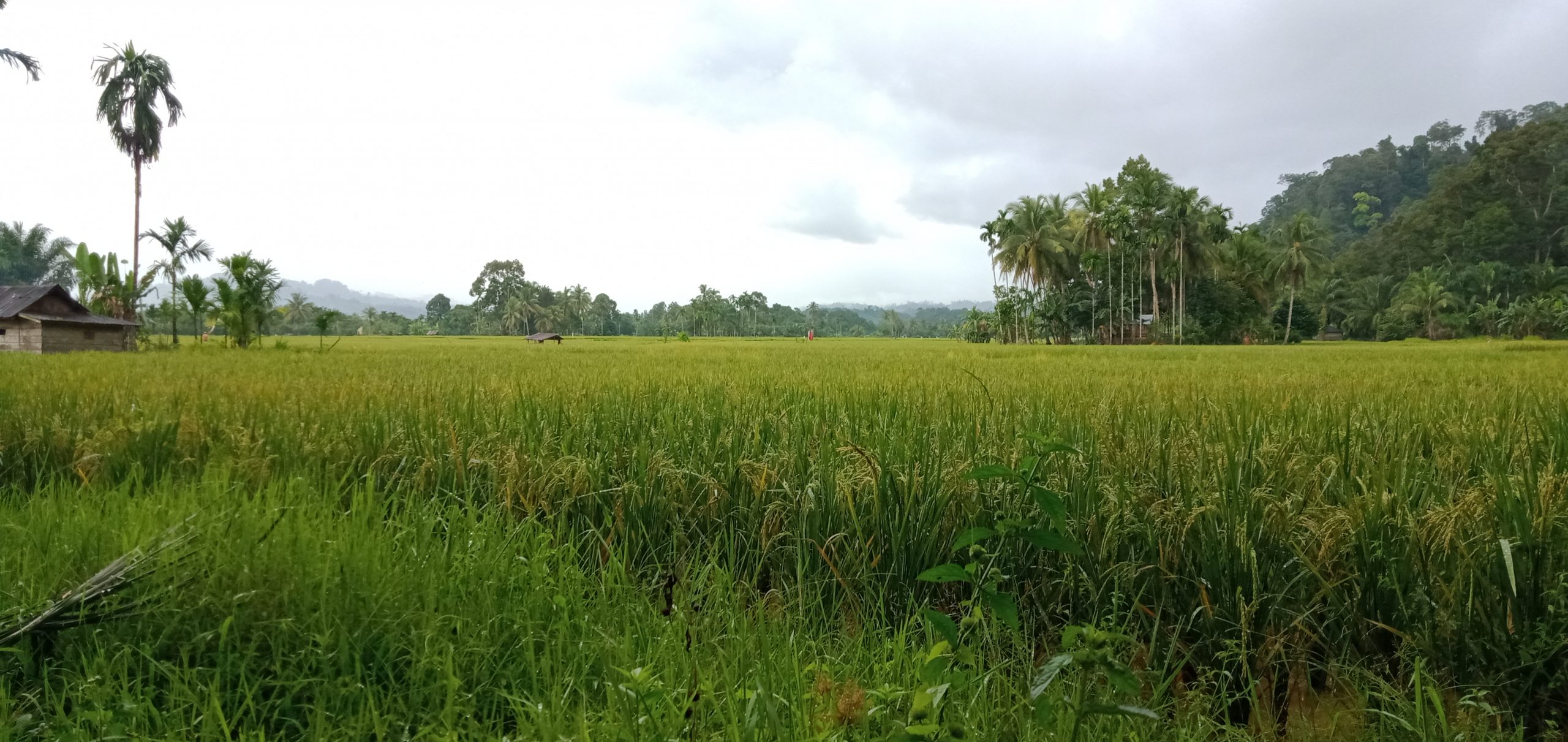 Ribuan Tikus Serang Padi Sawah di Talang Buai