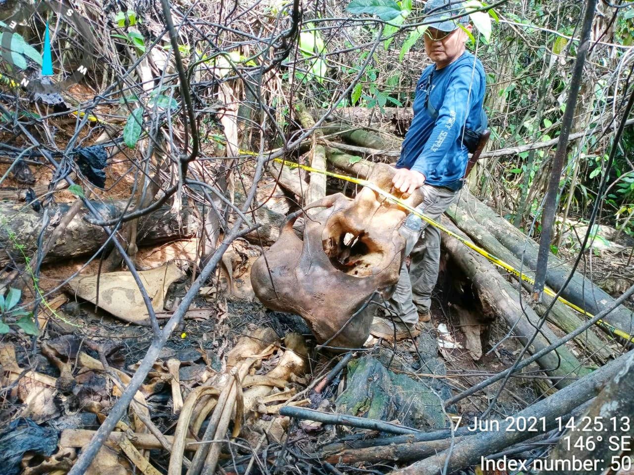 Gajah Mati Ditemukan di Lahan Konsesi Perusahaan PT. BAT Mukomuko