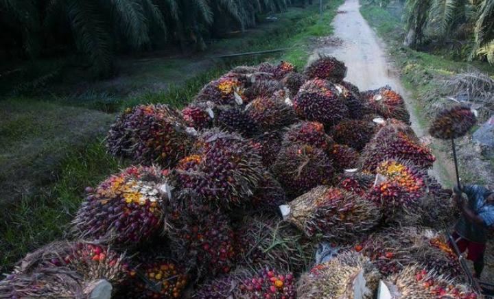  Petani Sawit di Bengkulu Tengah Kembali Bergairah