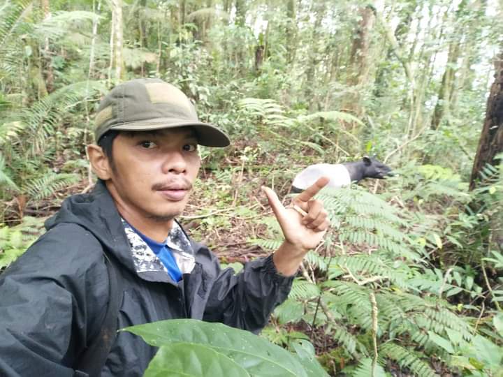 Keren! Warga Bengkulu Bisa Selfi dengan Tapir Liar di Hutan Belantara Bengkulu