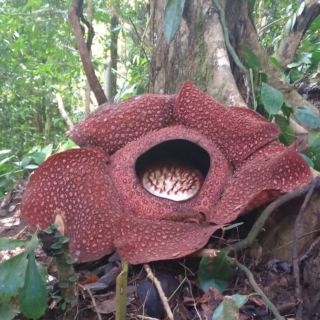 Pengunjung Rafflesia Arnoldi Mekar Wajib Ikuti Prokes