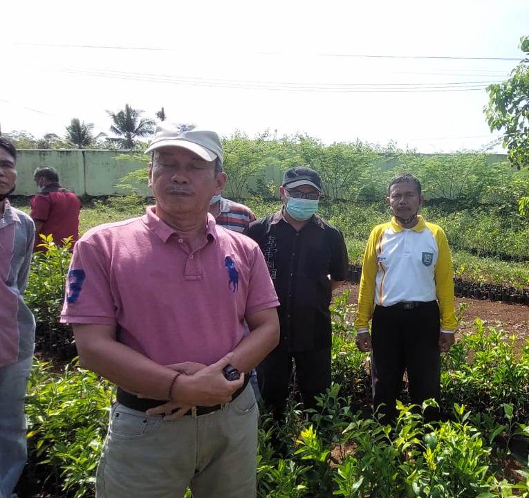 Ribuan Bibit Buah Siap Disalurkan di Provinsi Bengkulu