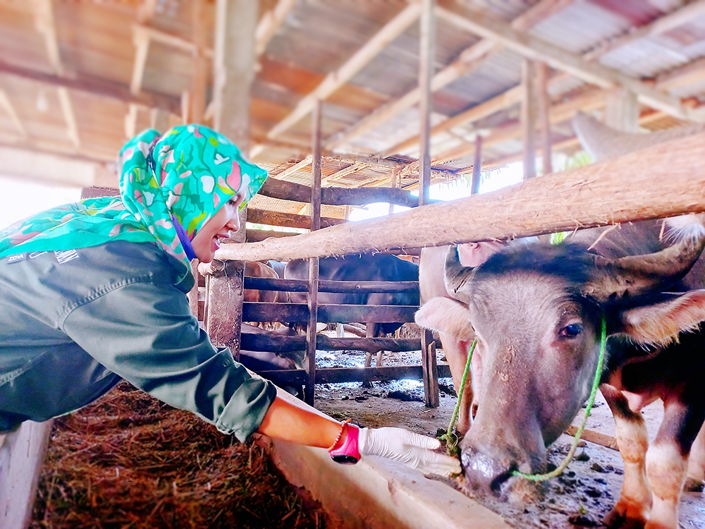 Hewan Kurban di Kota Bengkulu Dalam Keadaan Sehat