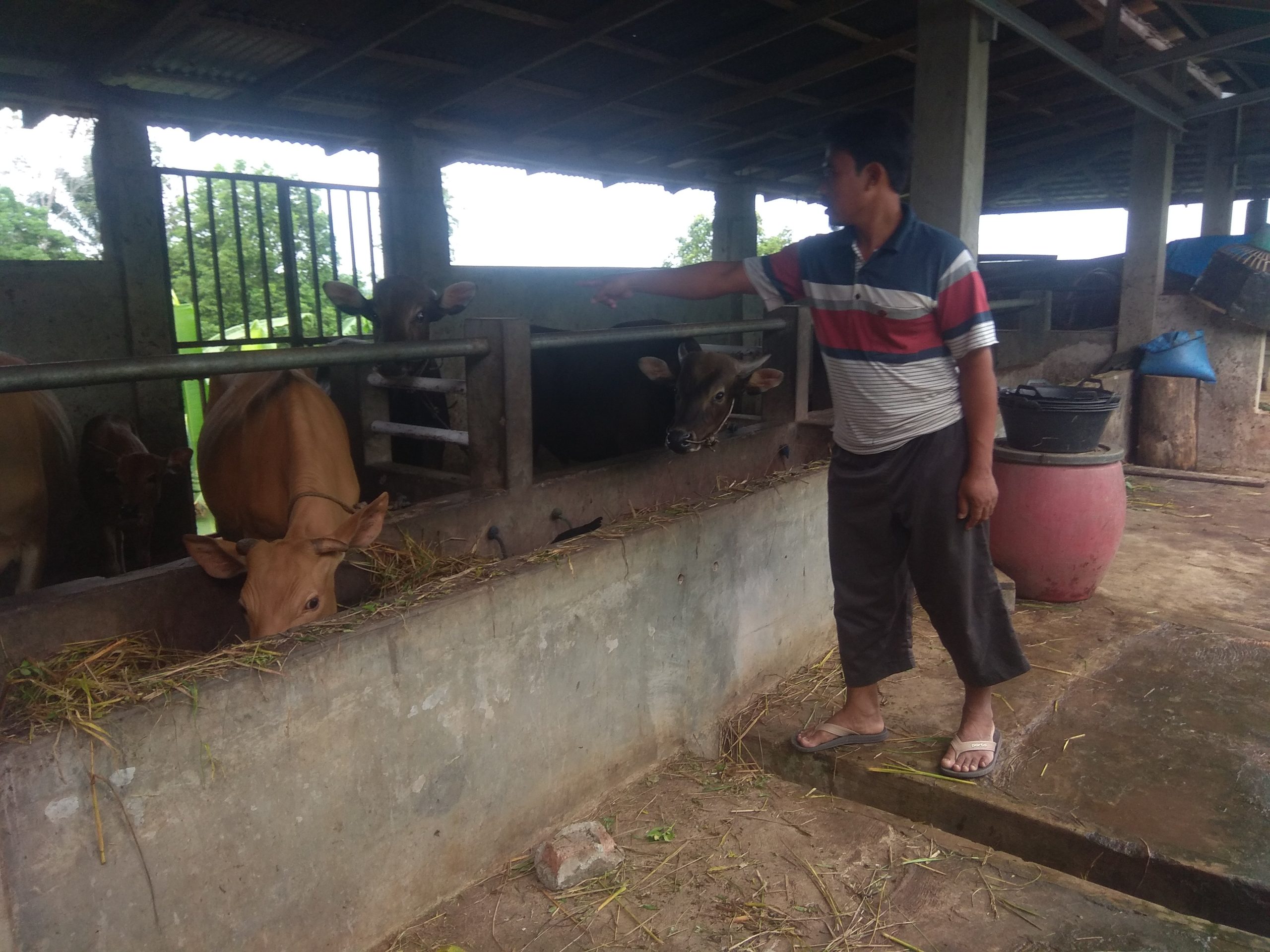 Permintaan Sapi Kurban di Seluma Menurun