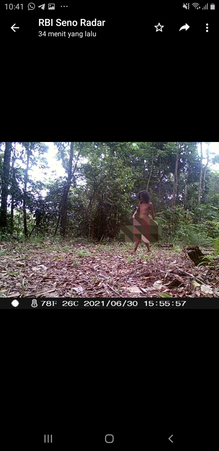 Gambar “Tarzan” Tertangkap Kamera Trap PT. Sipef di HPT Mukomuko