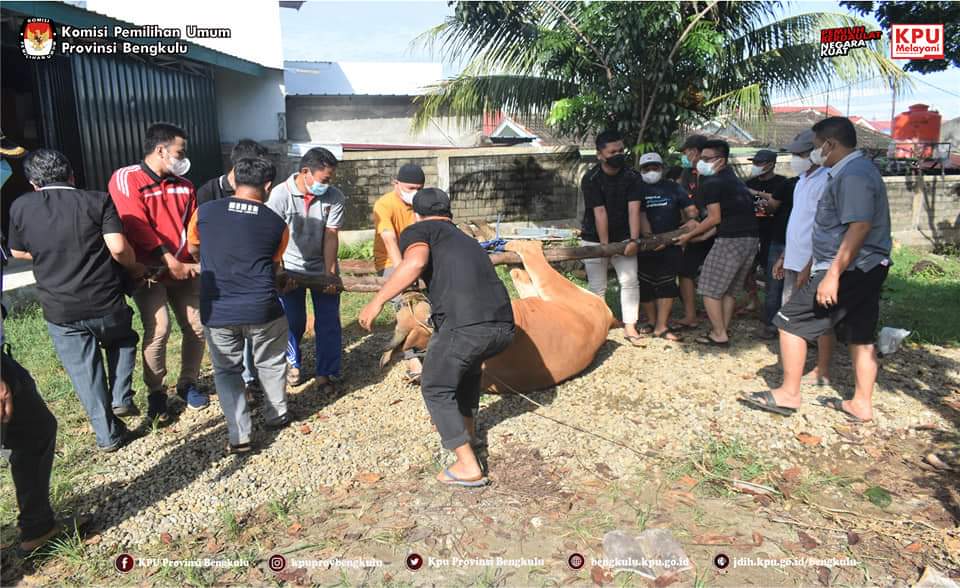 KPU Provinsi Bengkulu pun Ikut Bekurban, Potong Dua Ekor Sapi