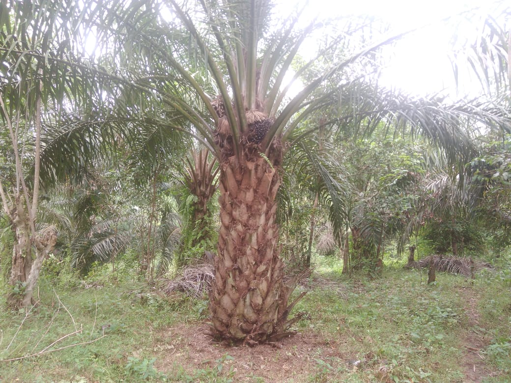 Harga Sawit Naik Tajam, Petani Benteng Gembira