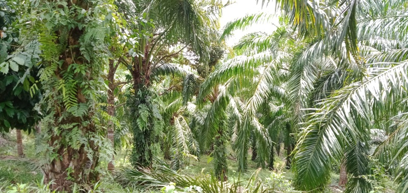 Berkas Program Replanting Selagan Raya Masih Ruwet