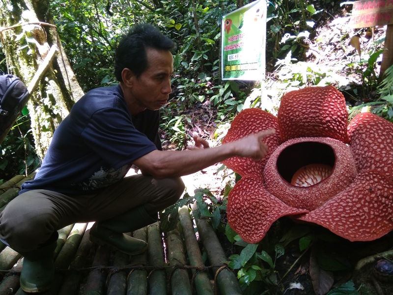 Bunga Rafflesia Mekar Sempurna di HL Kepahiang