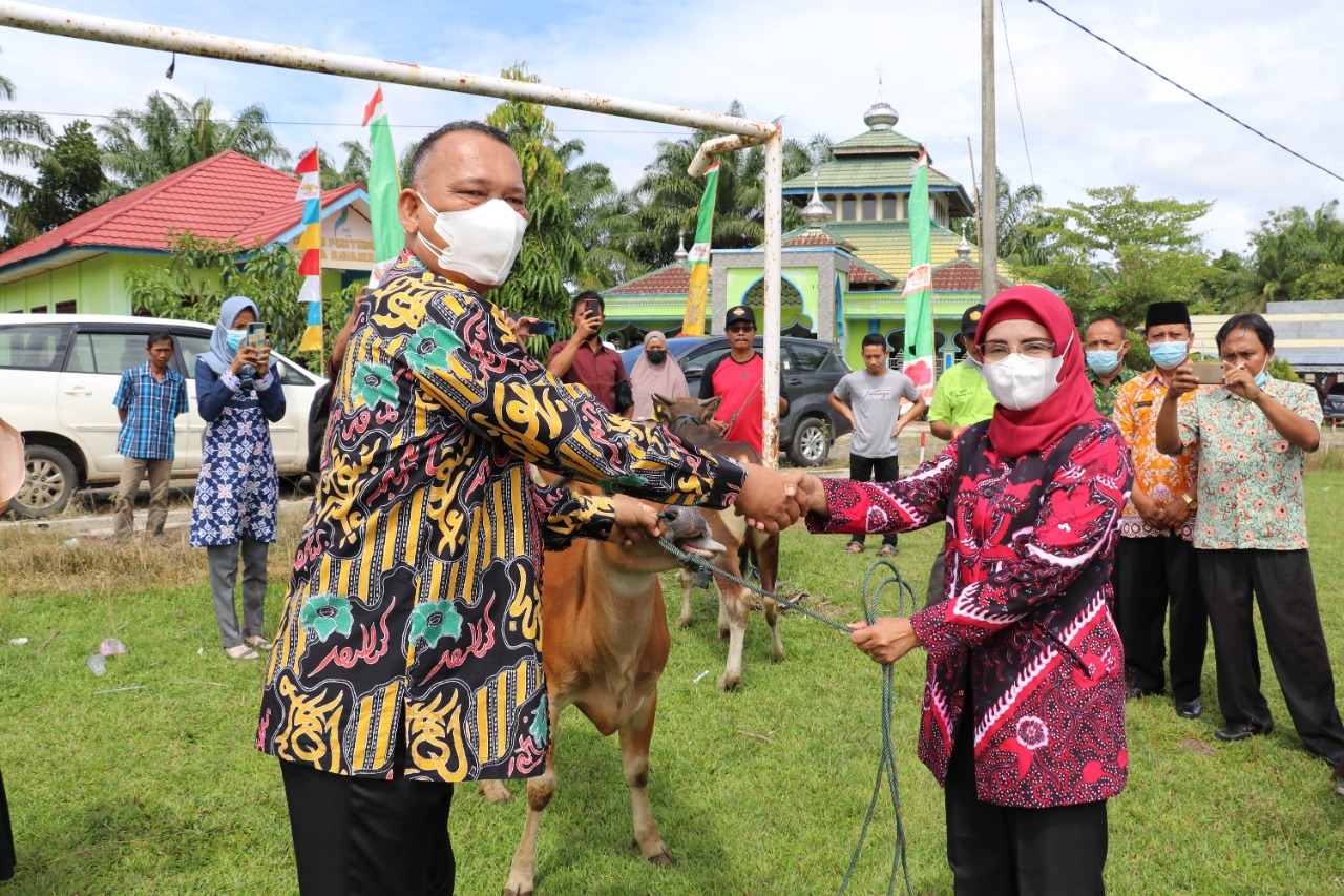 Minim Anggaran, Aset Pemerintah Berupa Sapi Masih Berhamburan