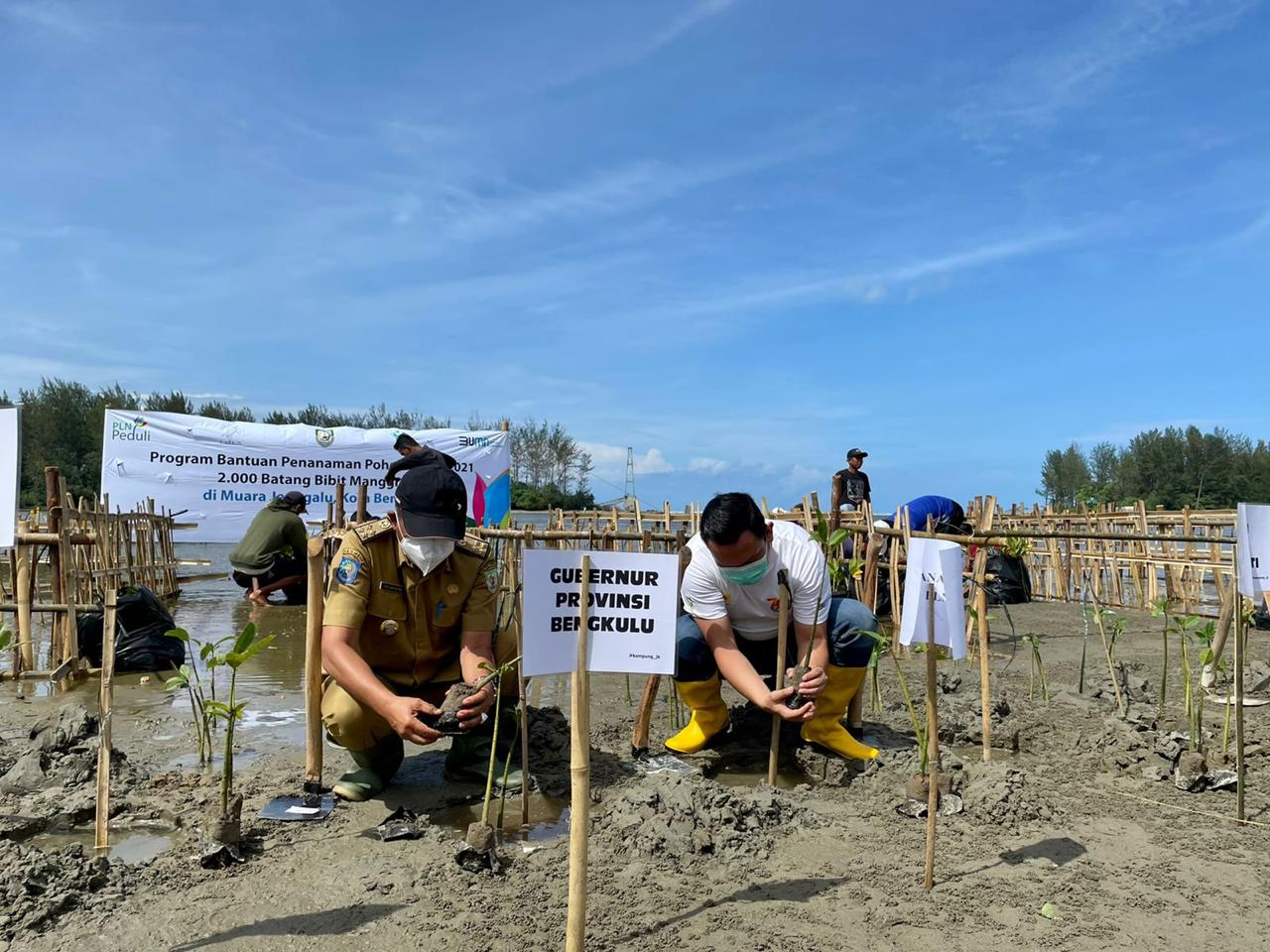 PLN Bersama LATUN Tanam 2.000 Bibit Mangrove di Delta Jenggalu