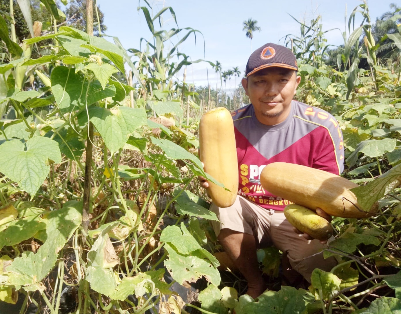 Petani Simpang Ketenong Butuh Bantuan