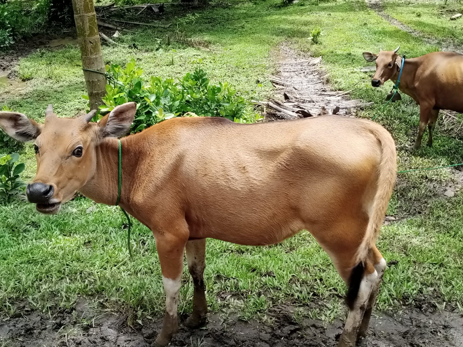 Ternak Sapi  Warga Urai Banyak Mati