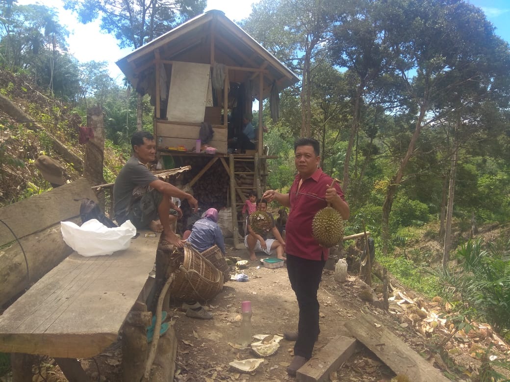 Enaknya, Ketika Musim  Durian Tiba di Seluma