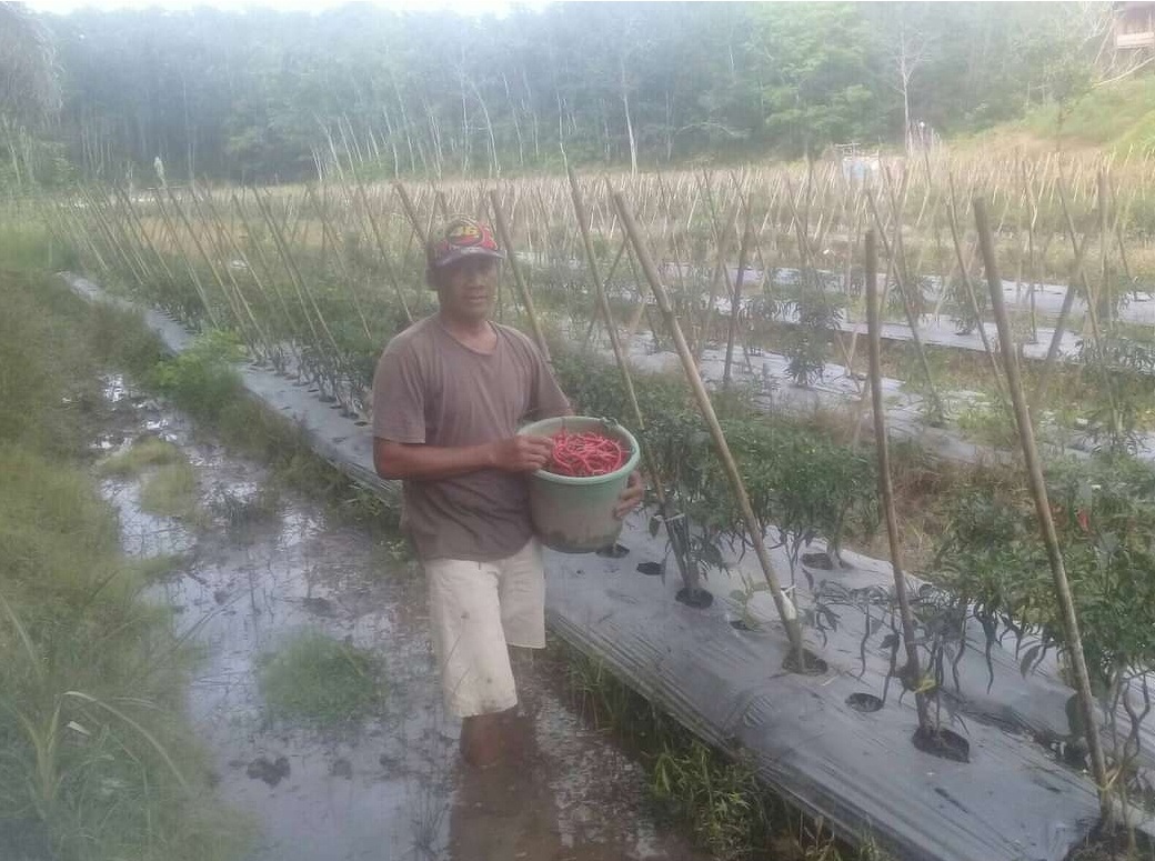 Harga Cabai Anjlok, Petani di SelumaTrauma