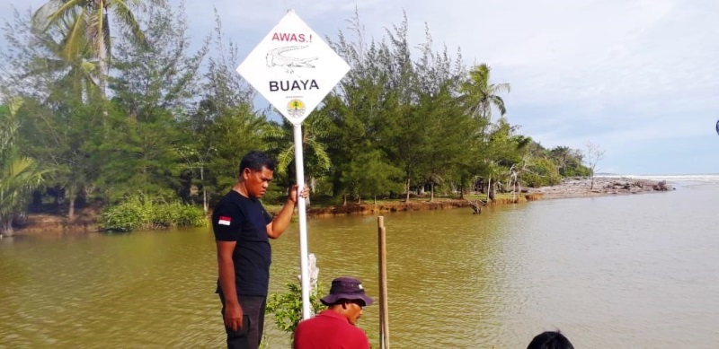 BKSDA: Sejak 60 Tahun Lalu, Baru Ini Buaya Sungai Urai Muncul Lagi