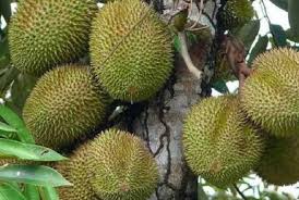 Waspada Serangan Hewan Liar di Musim Buah