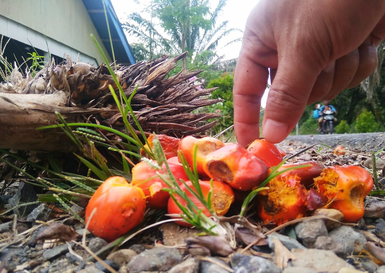 Pencari Berondol Sawit Kreatif Bisa Untung Berlipat