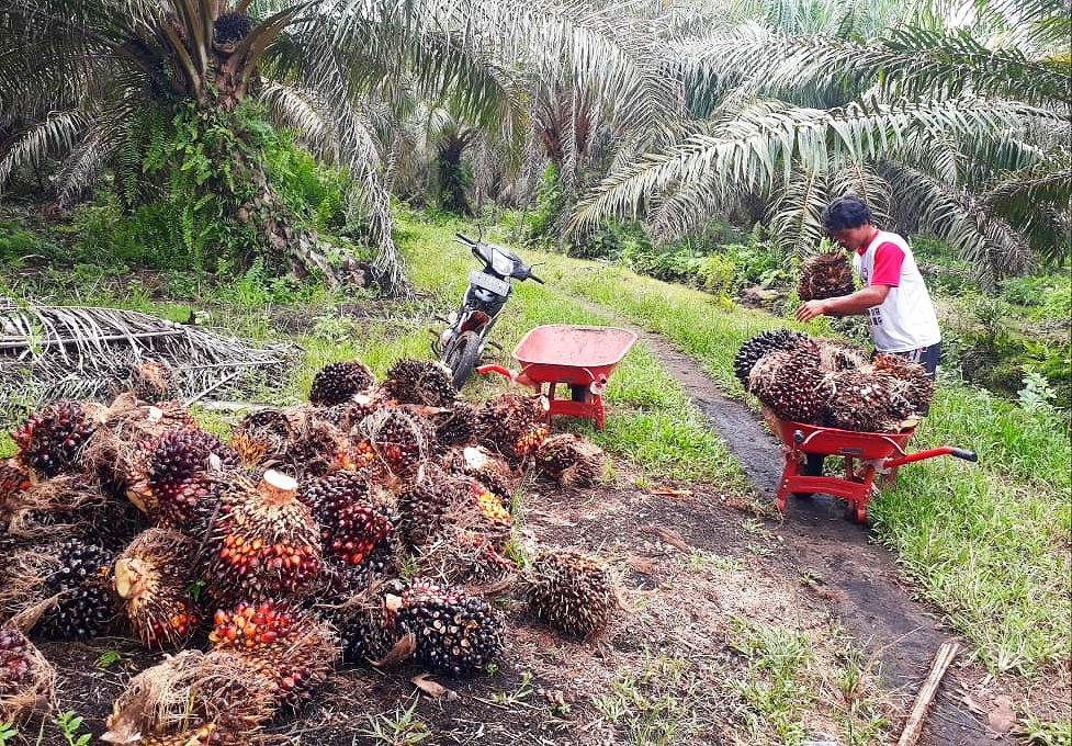 Harga Sawit di Mukomuko Tembus Rp 3.210