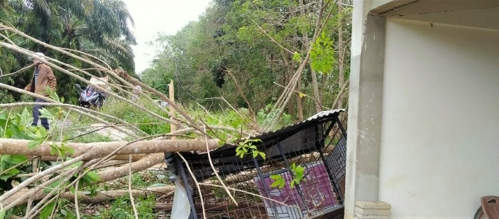 Padam, Angin Kencang Tumbangkan Pohon Hingga Tiang Listrik