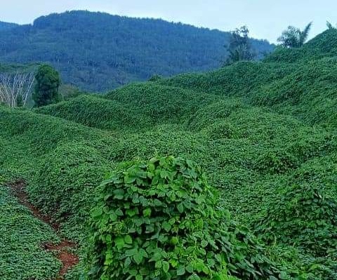 Kebun Plasma PT DDP Jalanya Buruk, Lahan dan Tanaman Tidak Produktif