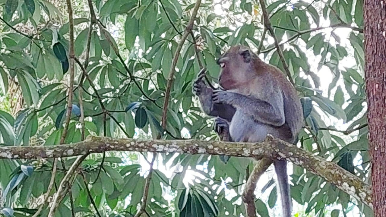 Monyet Ekor Panjang Danau Nibung Mulai Bersahabat dengan Masyarakat