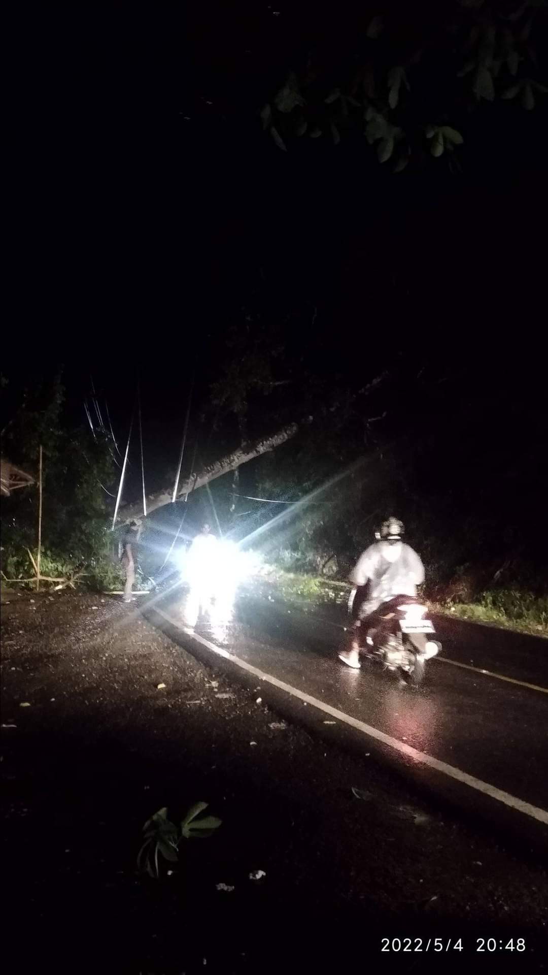 Pohon Tumbang, Listrik Padam di Talo