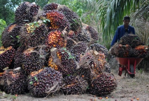 Anggota DPR Minta Pemerintah Beli Kelapa Sawit dari Masyarakat