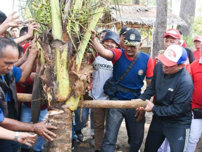 Walikota dan Rombongan Pantau Penanaman Pohon Kelapa di Pantai Panjang