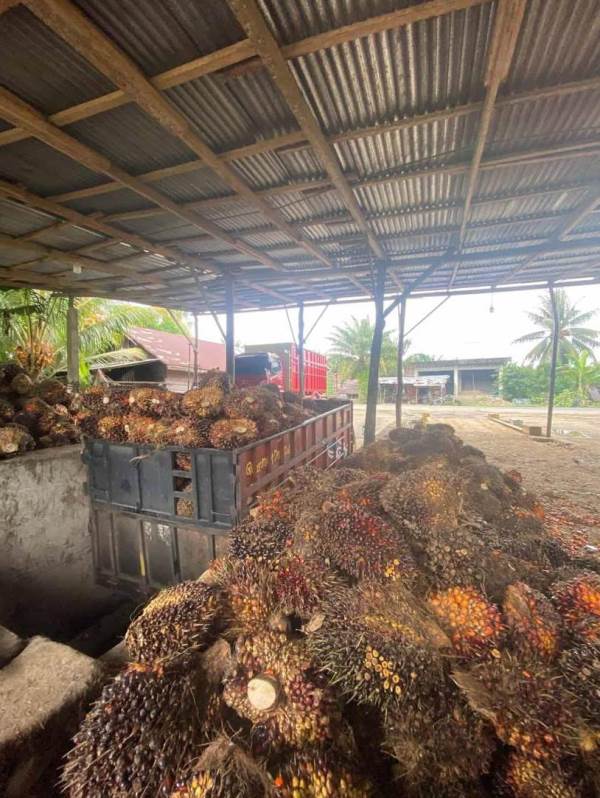 Harga Sawit di  Bengkulu Merangkak Naik  jadi  Rp 3.300 per Kilogram