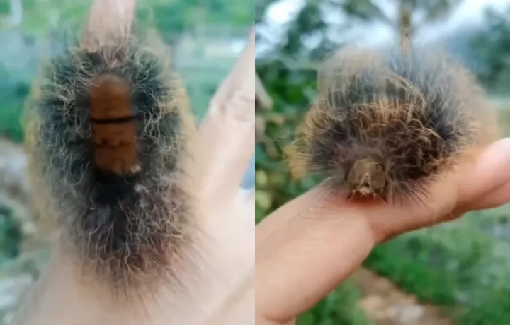 Viral Heboh! Wanita ini Menemukan Ulat Unik di Persawahan Sekitar Yogyakarta