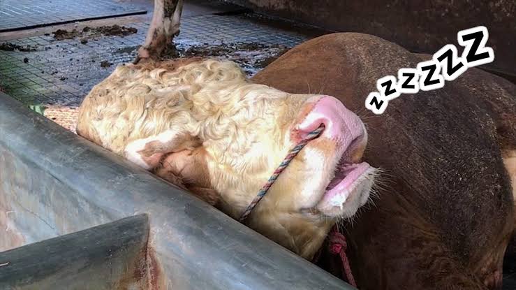 Dampak Wabah Sapi Ngorok di Provinsi Bengkulu, Tercatat Rp 23 Rugi 