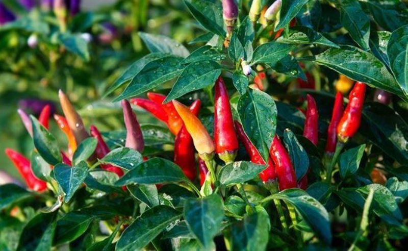 Ini Rahasia Menanam Cabai di Pot agar Berbuah Lebat 