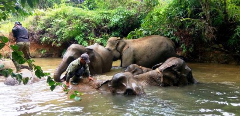 Forum KEE Gugat Negara dan Desak Menteri Kehutanan Bertindak Selamatkan Gajah Seblat