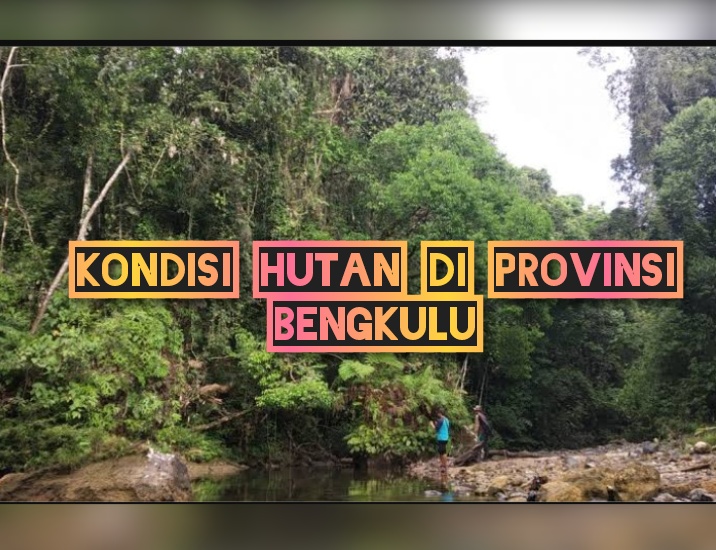 Hutan Bengkulu Terus Berkurang, Kemampuan Menyerap Air Melemah, Inilah Penyebab Longsor dan Banjir