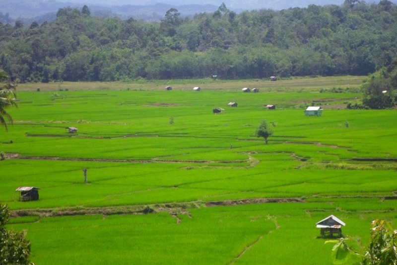 BSBI Bengkulu Siapkan Bantuan 117 Ton   Benih Padi Untuk Bengkulu Tengah 