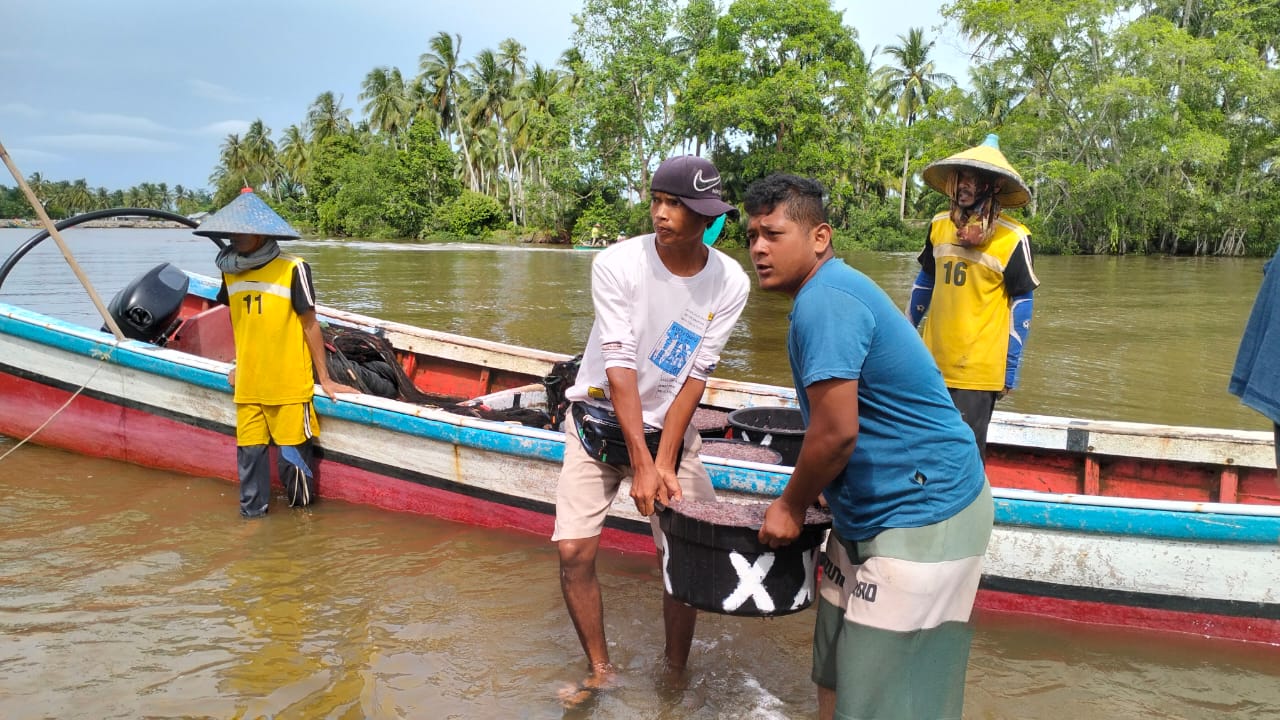 Miliaran Ikan Mungkus Masuk Muara, Perahu Nelayan Mukomuko  Langsung Turun Menghadang