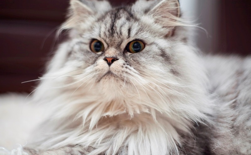 Hukum Menabrak Kucing  Menurut Al-Qur'an dan Hadist