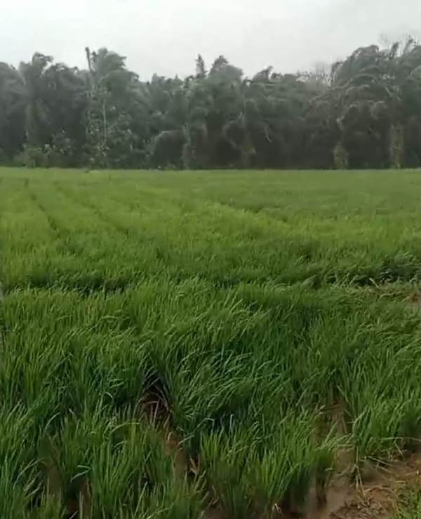  Petani di Kecamatan Seluma Selatan Terancam Gagal Panen