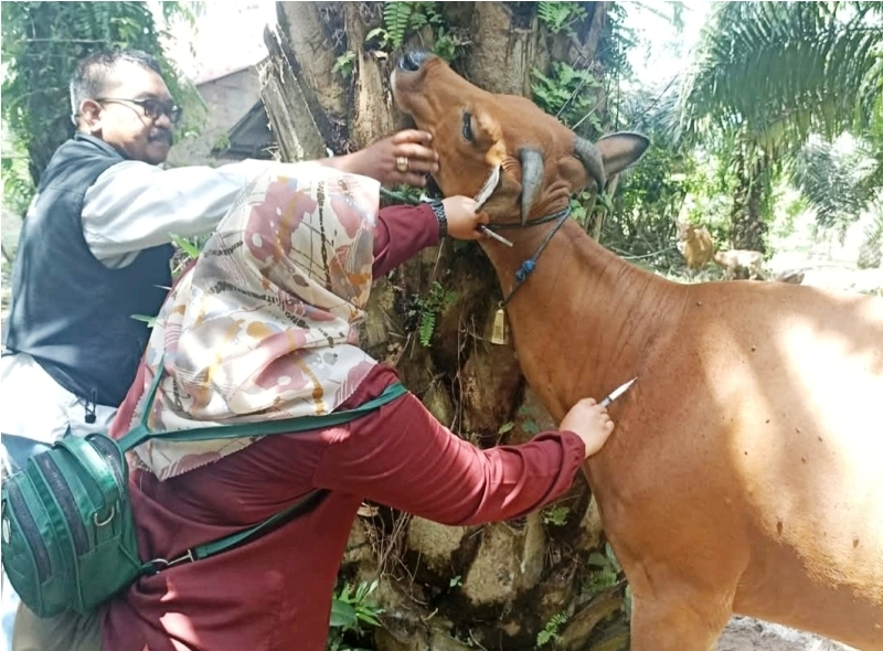 Penyakit Sapi Ngorok Tidak Terdengar Lagi, Distan Bengkulu Selatan Dapat Bantuan 1.200 Dosis Vaksin